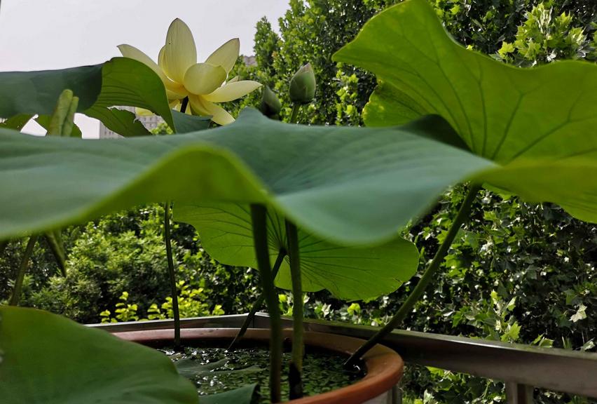 好看的中小型荷花品种,空间小养绿植
