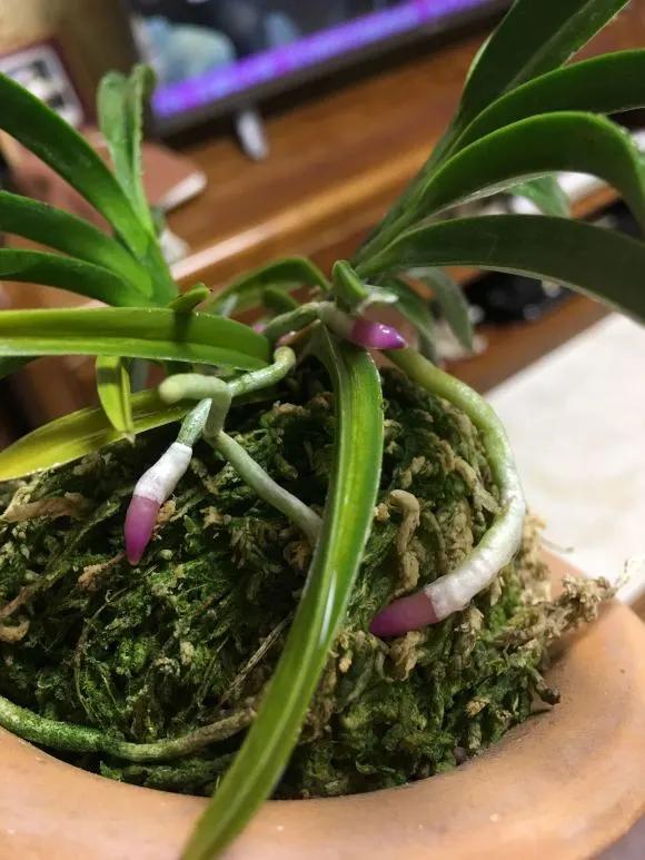 3种药片养花有“奇效”，浇水溶1片，叶绿根壮，比花肥厉害