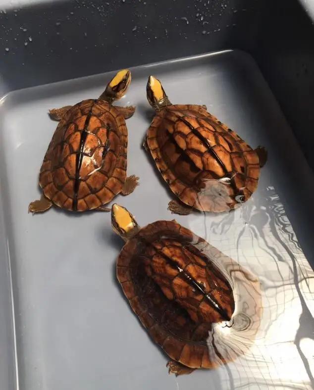 国龟有什么,国龟之梦