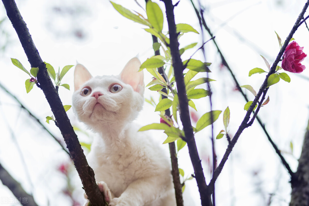 适合新手宠物猫,宠物猫新手哪种好养
