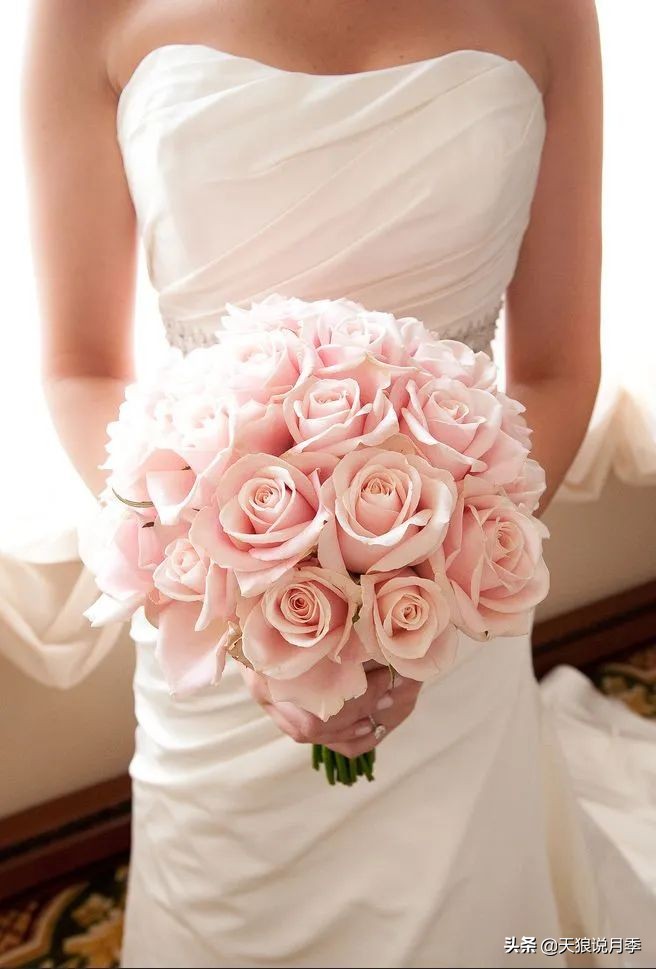 优雅女士月季花,奇葩月季品种图片