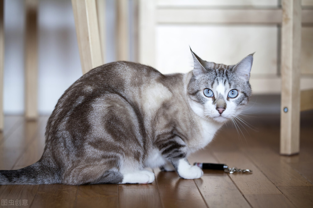 猫咪身上有一块毛掉了还有皮屑,猫咪身上有皮屑怎么处理