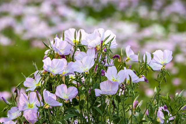 有没有什么大自然香味的香水,大自然清新的香水纯天然