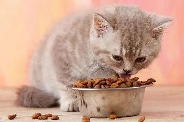 猫咪厌食的原因和解决方法,猫咪食欲不振最佳解决方法