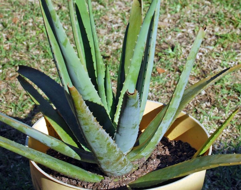 芦荟黄叶烂根,芦荟烂根黄叶