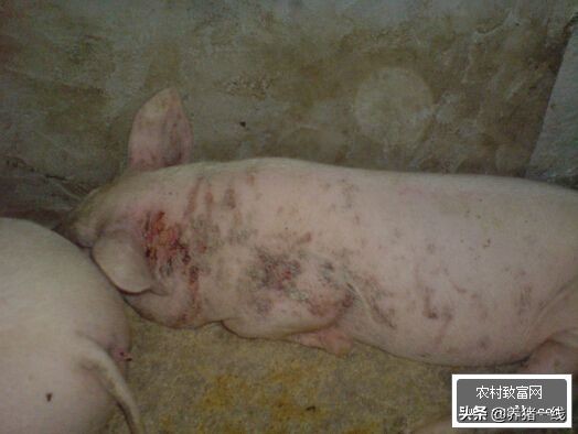 猪烂皮病怎么治疗,猪皮肤烂的治疗方法