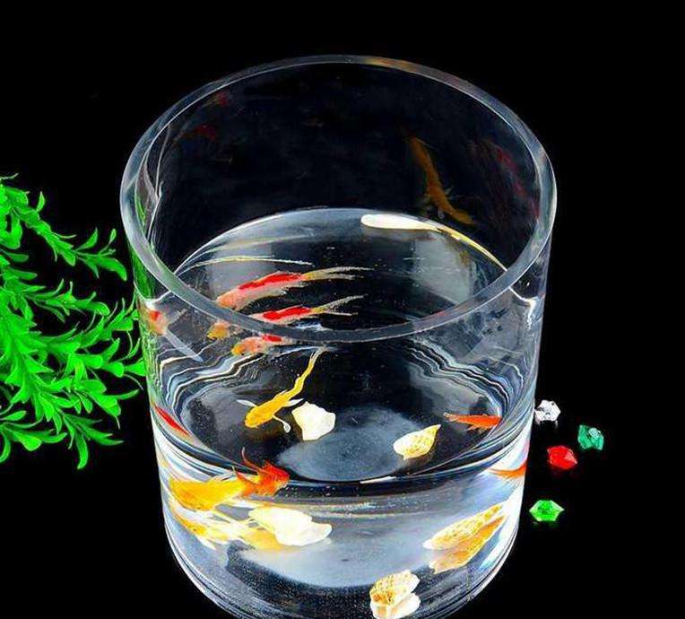 水培花卉里养什么鱼,水培盆栽里养什么鱼好看