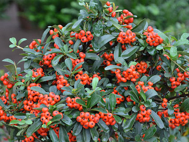 火棘种植方法和时间,火棘种植教程