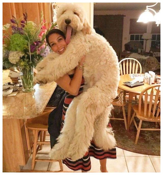 巨型贵宾犬毛色越来越淡怎么办,巨型贵宾犬为什么不建议养