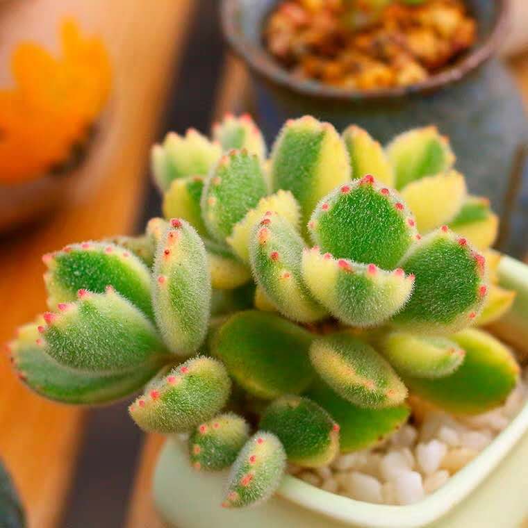 多肉七月怎么养,多肉怎么养才养得又肥又美丽