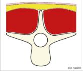 幼猫猫咪的体重多少才是正常体重,猫咪肥胖标准图