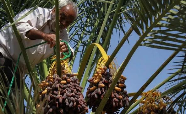 迪拜国宝级面包,迪拜沙漠面包哪个好吃