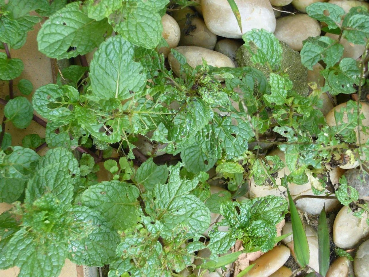 薄荷盆栽枯萎了一个星期怎么解决,薄荷黄叶枯萎怎么挽救