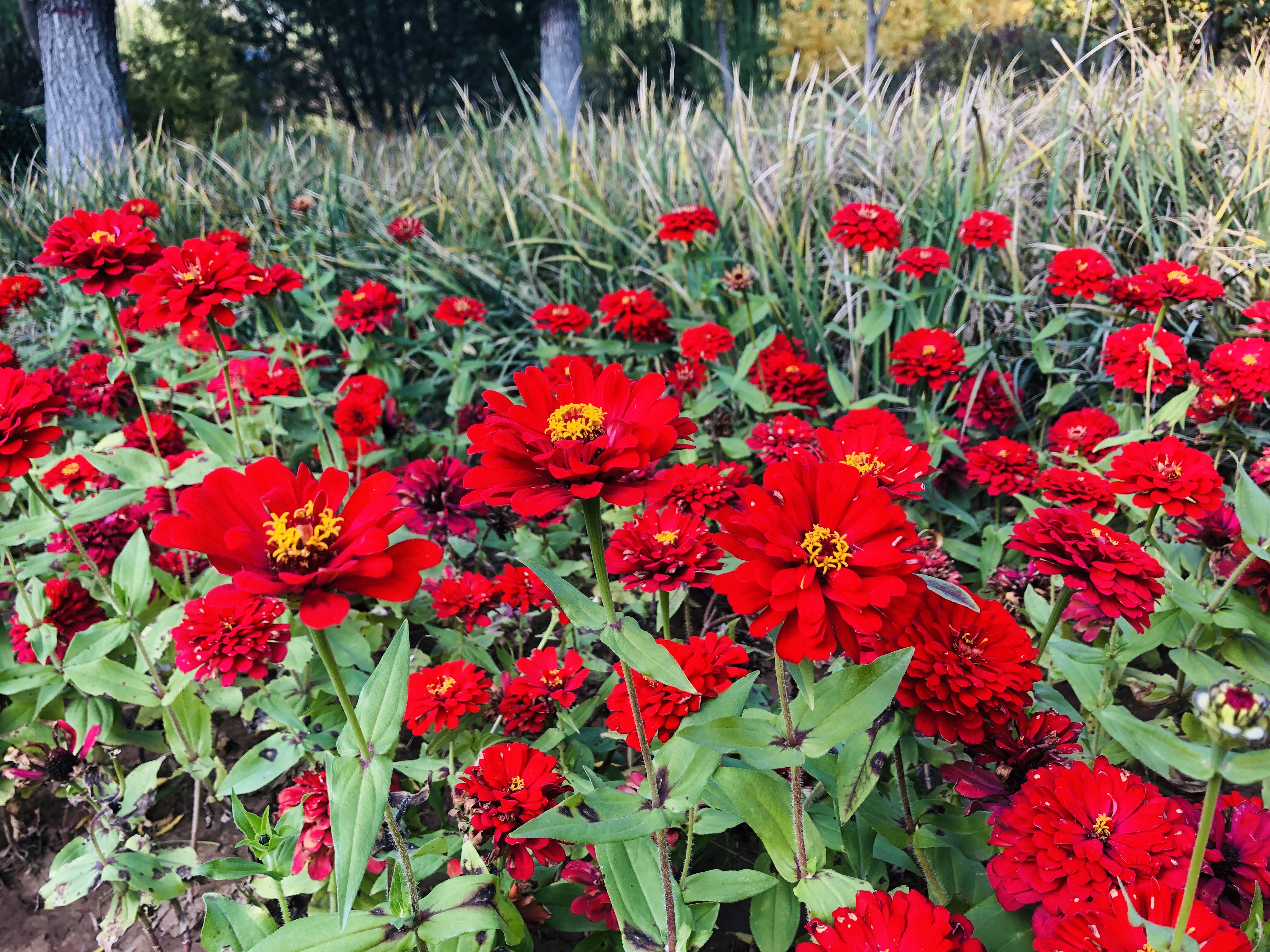 雨后的济南森林公园美景让人陶醉,济南森林公园美成“童话”