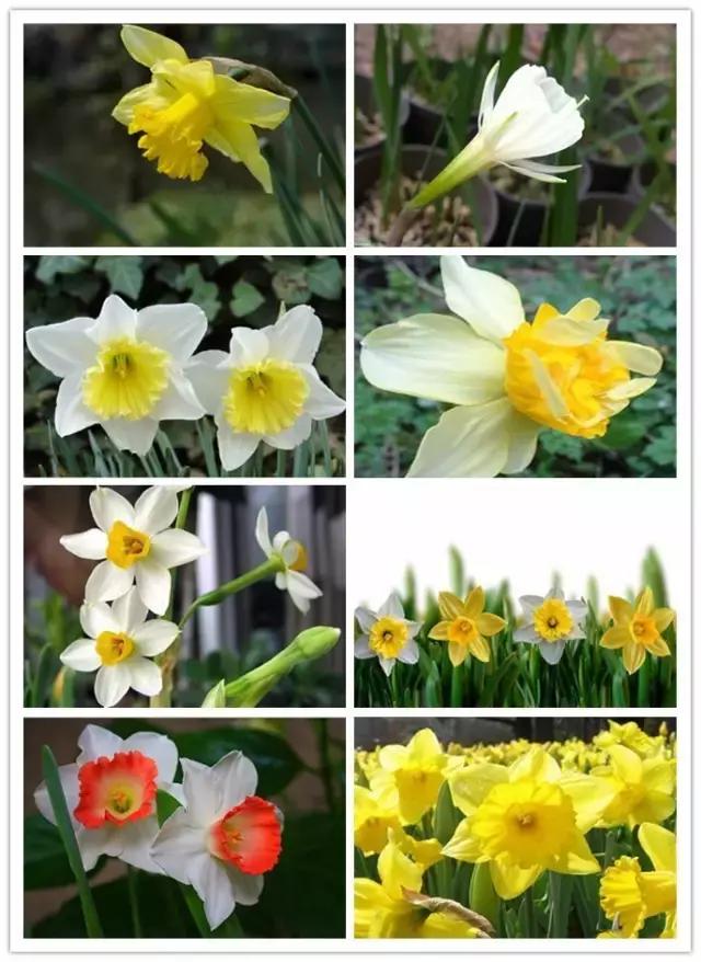 史上最全的花卉介绍，认识超过30种以上绝对是大神