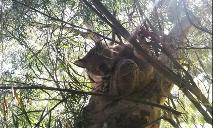 第一次出国去澳洲游学,去澳洲游学