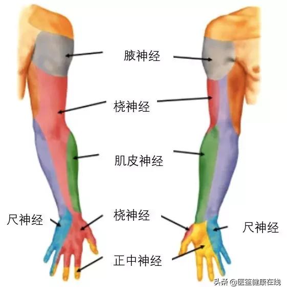 手臂不运动就麻是怎么回事,手臂突然没有力气该如何恢复