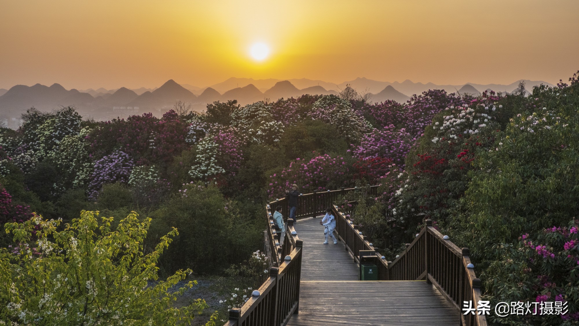 世界之最贵州毕节百里杜鹃花,毕节百里杜鹃花游记
