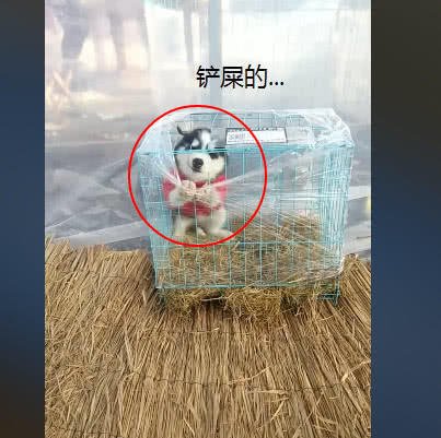 网购哈士奇到家视频,男子网购一只哈士奇打开包裹一看