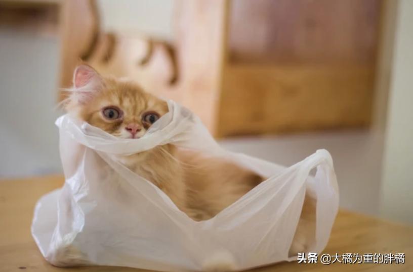 猫咪最近喜欢咬塑料袋是什么原因,猫咪为什么会咬装猫粮的袋子