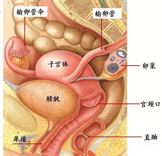 子宫腺肌症会引起肛门坠胀吗,子宫腺肌症肛门坠胀如何缓解
