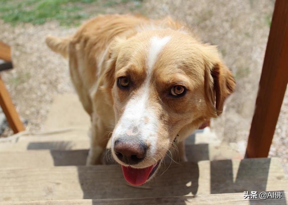 美国最受欢迎的100组小狗名字