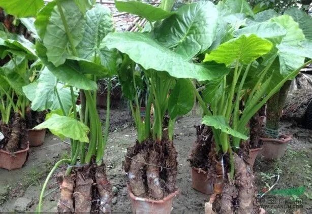 吃下去的东西,吃下去的东西不好消化