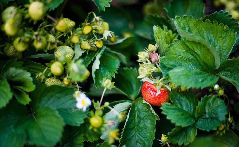 草莓定植后的管理工作,草莓进入结果后期的水肥管理