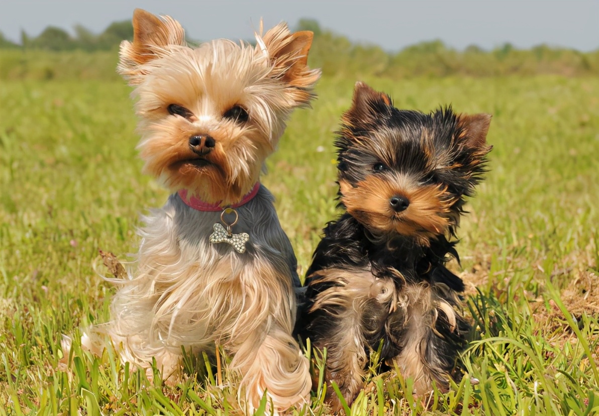 狗狗太胆小怎么办晚上叫不停,怎么纠正狗狗的胆小习惯