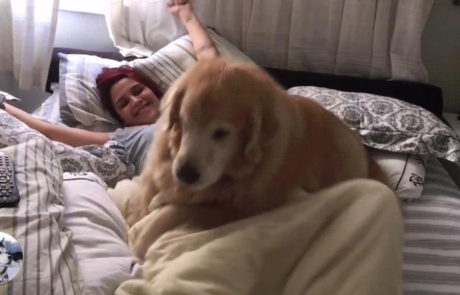 金毛不让女主人上班，还想了个“馊主意”，因为它太老了吧