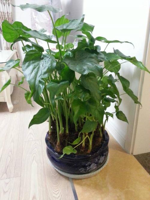 卫生间潜藏的致命菌,一个卫生间带来的困扰