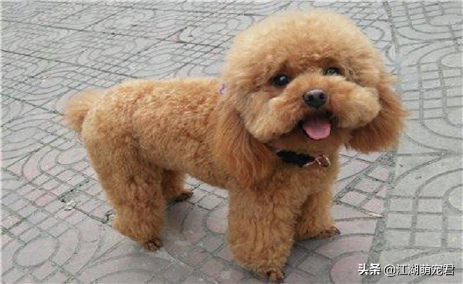 泰迪跟贵宾的区别是什么,分不清泰迪和比熊