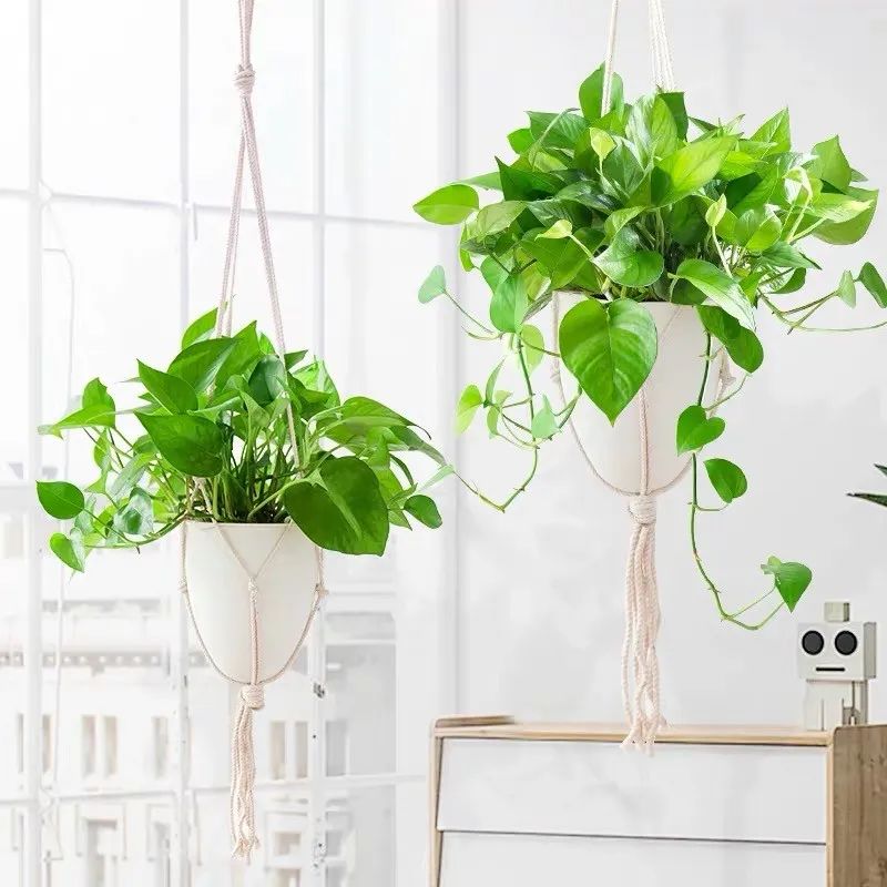 绿萝忘浇水黄叶怎么治疗让它变绿,绿萝文竹总发黄1招让它绿油油