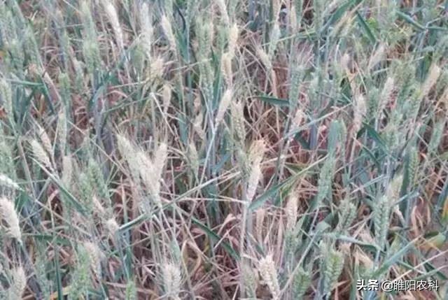 小麦大面积死苗怎么办,小麦枯死连根烂了怎么办