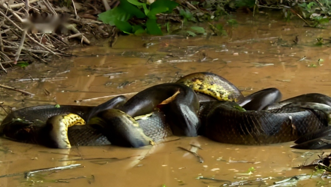 森蚺跟王蛇结合,森蚺可以孤雌生殖吗