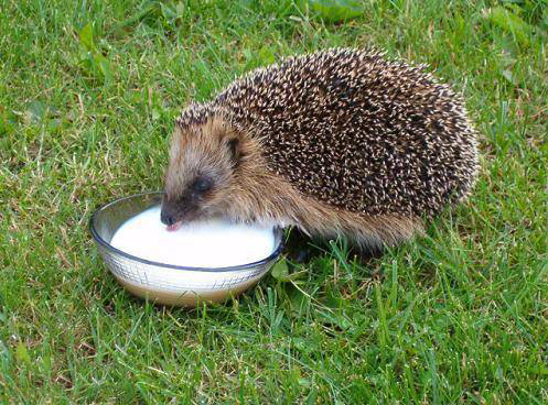 刺猬的分布地区,非洲刺猬分布在哪里