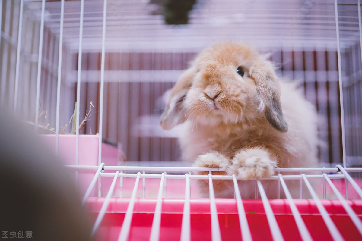 兔子拉稀了怎么办,兔子可以吃米皮糠吗