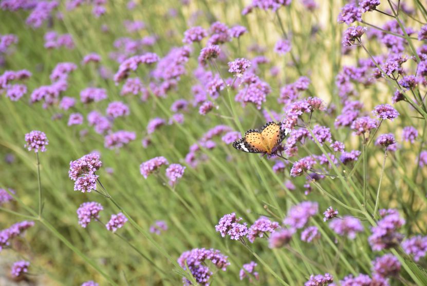 罗浮山清水湖民宿订房,全家出游避暑