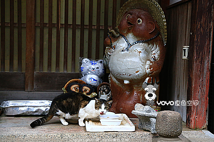寻味青花鱼，探访「鲭街道」的起点：小浜