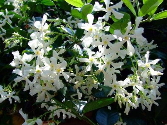 5种植物爱开花,适合北方家里养的32种花