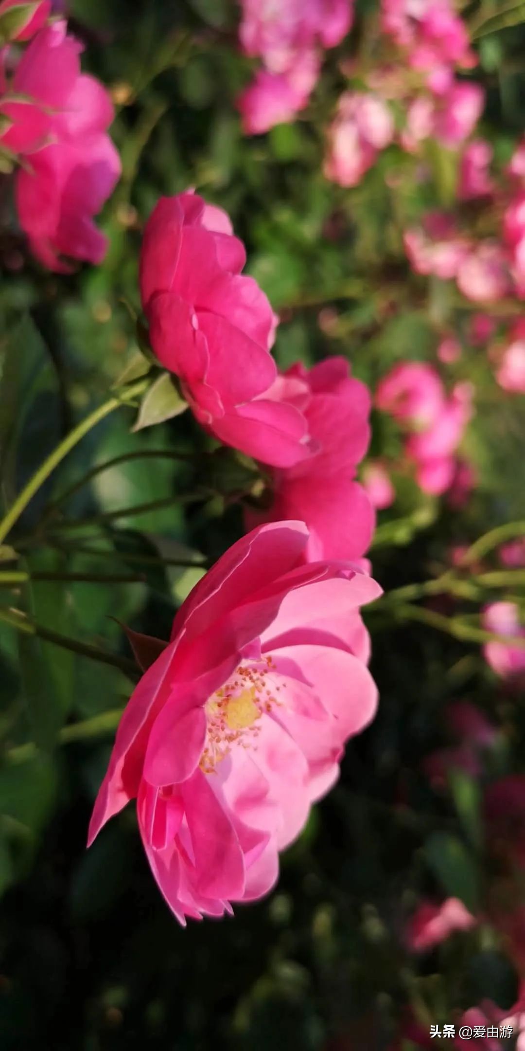 疫情后旅行新玩法,“州”游之衢州四天三夜