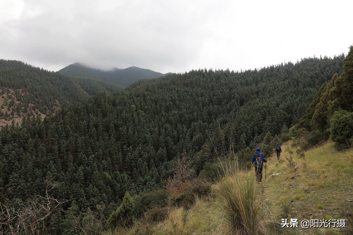 静谧森林和沙漠交界处,静谧森林红色石头