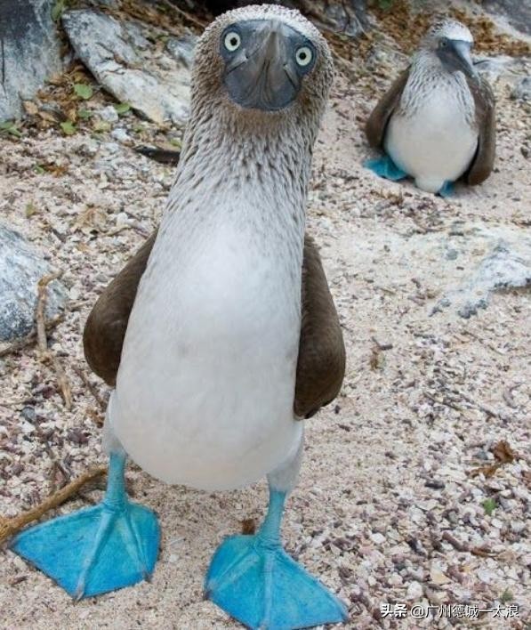 世界上十大很少见到的动物,世界上最受欢迎的动物排行榜