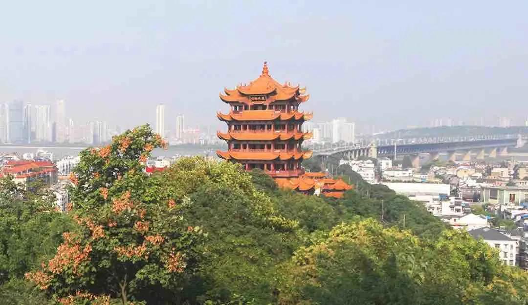 钱币收藏价值梅花五角钱,钱币收藏菊花一元2000年