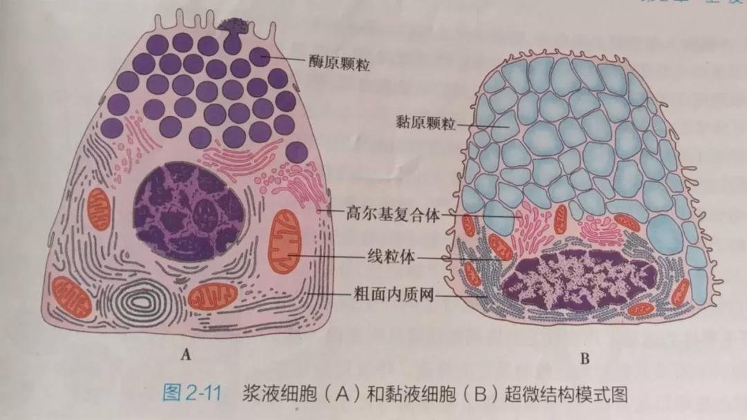 卵巢原发肿瘤的分析思路