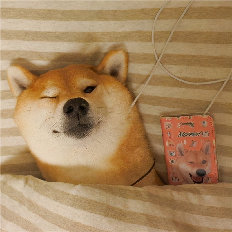 日本柴犬为啥在中国受欢迎,为什么那么多人买柴犬