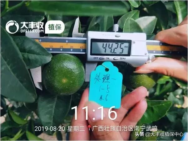 怎样管理柑橘中等果多,柑橘果柄增粗有什么办法