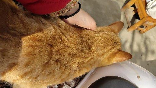 家猫为什么会带流浪猫来家里,家猫带几只流浪猫回家