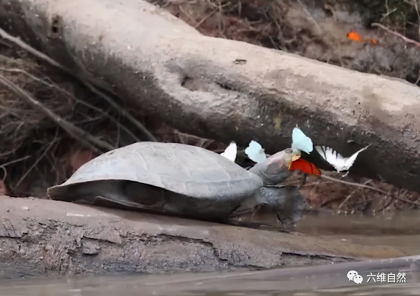 巴西龟竟然吃别的乌龟,大批巴西龟从河里爬出来