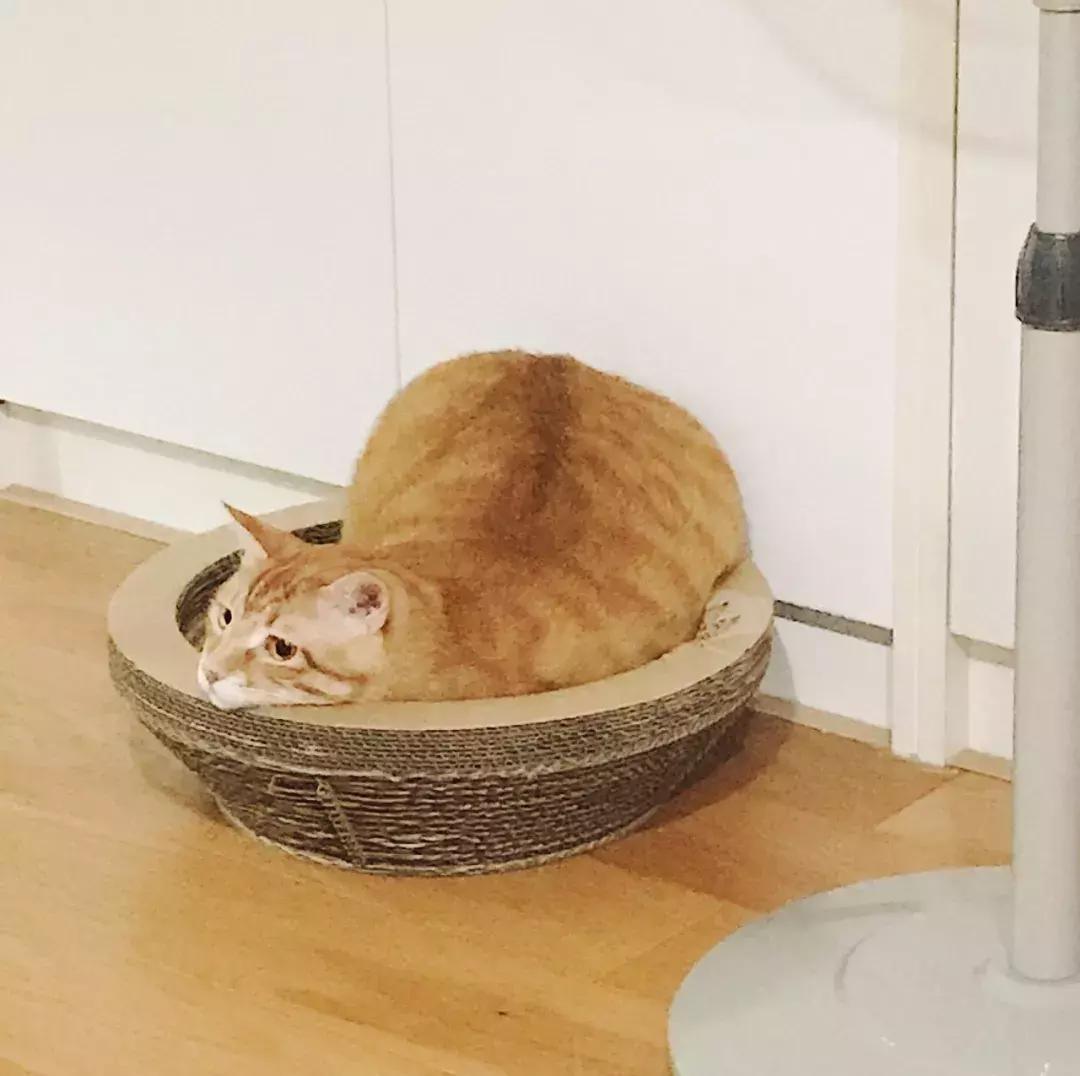 小佩猫窝布偶,小佩猫窝事件